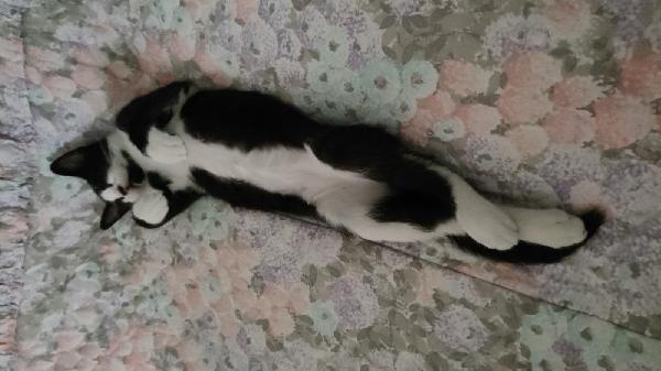 ODINO - gattino di 5 mesi Foto 3